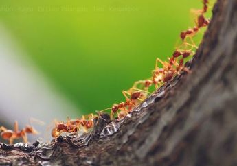 Kunci Jawaban Materi Kelas 4 SD Tema 3, Kenapa Semut Berhenti Dulu Saat Bertemu Semut Lain?