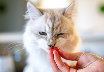 Apa Penyebab Kucing Peliharaan Suka Menjilati Pemiliknya?
