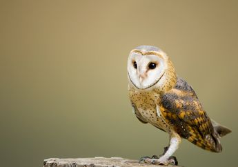 Arti Mimpi tentang Burung Hantu Tak Hanya Sekadar Jadi Simbol Kematian, Ternyata Ada Makna Lain bagi Orang yang Mengalaminya