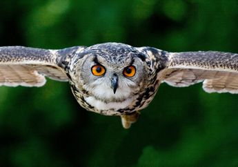 Arti Mimpi Burung Hantu Jangan Takut Dulu, Justru Pertanda Peluang Baru untuk Kehidupan