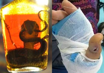 Hendak Minum Ramuan Ular yang Direndam Alkohol untuk Obat, Pria ini Justru Berakhir Mengenaskan