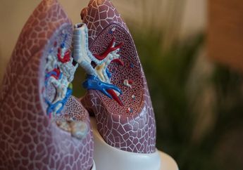 Bagaimana Organ Pernapasan Membantu Kita Bernapas? Materi IPAS Kelas 5 SD