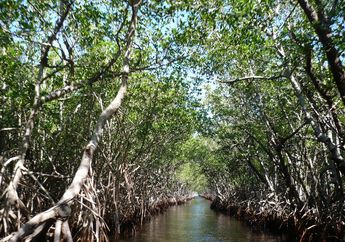 Mengapa Hutan Bakau Bisa Mencegah Abrasi? Cari Kunci Jawaban Materi Kelas 4 SD Tema 4