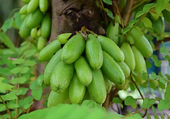 Hanya Perlu Minum Air Rebusan Belimbing Wuluh Setiap Hari, Manfaatnya Bikin BPJS Tak Terpakai Lagi!