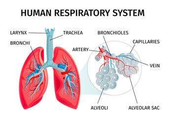 Kunci Jawaban Materi IPAS Kelas 5 SD, Bagaimana Proses Pernapasan Pada Manusia?