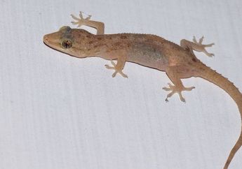Tips Hidup: Mulai Sekarang Jangan Dianggap Sepele, Bahaya Cicak Berkeliaran di Rumah Bisa Ancam Jiwa, Basmi dengan Ini
