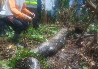 Sempat Hilang hingga Dicari 300 Warga, Wanita Penyadap Karet Ini Ternyata Ditelan Ular Piton, Begini Kronologi dan Kondisinya