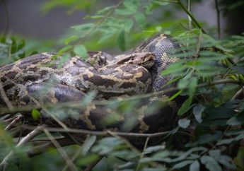 Sempat Hilang hingga Dicari Ratusan Warga, Ibu Penyadap Karet di Jambi Ditemukan Tewas dalam Perut Ular Piton Raksasa