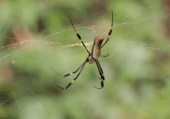 Arti Mimpi Digigit Laba-laba di Tangan hingga Kaki, Sarat dengan Pertanda Buruk, Dikhianati hingga Digosipi