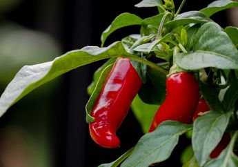 Cuma Modal 5 Lembar Daun Cabai yang Direbus 15 Menit, Khasiat Luar Biasa ini Bisa Langsung Dirasakan Tubuh!