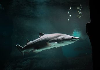 Arti Mimpi tentang Ikan Hiu Menunjukkan Kamu Perlu Waspada akan Datangnya Bahaya dan Masalah, Begini Penjelasannya!