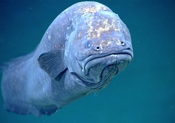 Terlihat Rapuh, Bagaimana Ikan Mampu Menahan Tekanan Laut Dalam?