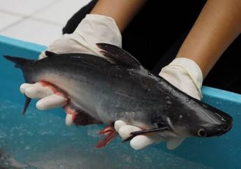 Tips Bersihkan Lendir Ikan Patin dengan Mudah, Tinggal Peras Bahan Dapur Ini Langsung Beres Tanpa Capek