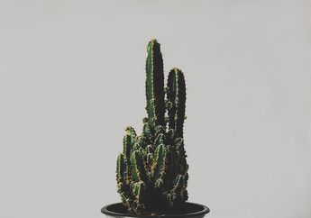 Kunci Jawaban Materi Kelas 6 SD Tema 2, Kenapa Kaktus Berduri dan Tidak Berdaun Lebar?