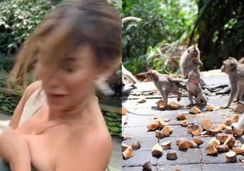 Viral Video Kemben Mantan Miss Peru Turun Setengah Dada Gegara Ditarik Monyet di Bali, Wajah Nyaris Dicakar, Begini Endingnya