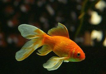 Arti Mimpi Ikan Mas Sinyal Perubahan Hidup Jadi Lebih Baik, Konon Kemakmuran Akan Segera Muncul