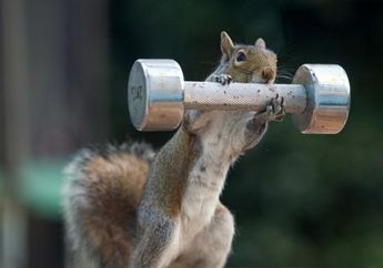 Arti Mimpi tentang Tupai Bisa Pertanda Baik atau Buruk, Berkaitan dengan Peluang Baru dan Kejadian Tak Terduga