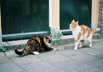 5 Arti Mimpi Memberi Makan Kucing, Ternyata Jadi Pertanda Hal Baik Ini, Simak Penjelasannya