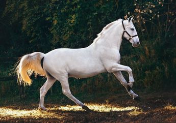 Arti Mimpi Melihat Kuda Putih Konon Isyaratkan Anda Sedang Memasuki Fase Kehidupan yang Lebih Baik, Apa Maksudnya?