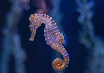 10 Arti Mimpi Kuda Laut, Bak Kejatuhan Durian Runtuh, Mendadak Dapat Tawaran Job Menggiurkan