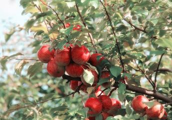 5 Arti Mimpi Pohon Berbuah Lebat Memang Pertanda Baik, Siap-siap Dapat Kabar Bahagia Ini