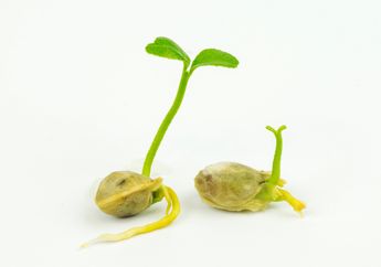 Perbedaan Tumbuhan Berbiji Terbuka dan Tertutup, Kunci Jawaban Materi Kelas 6 SD Tema 4