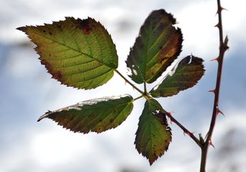 Kunci Jawaban Materi Kelas 6 SD Tema 4, Cara Tumbuhan Melindungi Diri dari Musuh dan Pemangsa
