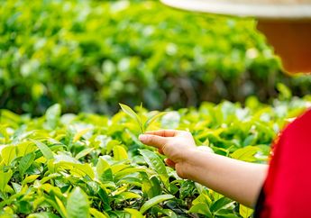 Cari Jawaban Kelas 4 SD Tema 5, Contoh Sumber Daya Alam Hayati, Ada Kebun Teh