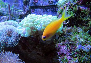 Contoh Rantai Makanan di Ekosistem Laut dan Penjelasannya, Ada Ikan Hiu, Kunci Jawaban Kelas 5 SD Tema 5