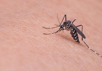 Arti Mimpi tentang Nyamuk Pertanda Beberapa Hal Buruk, Mulai dari Kekecewaan hingga Rintangan