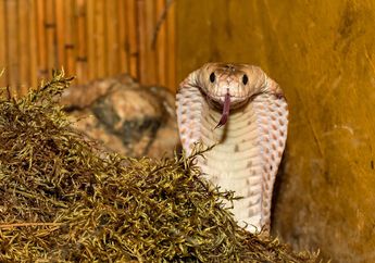 4 Arti Mimpi Dikejar Ular Kobra, Simbol Emosi yang Terpendam, Awas Jadi Bom Waktu!