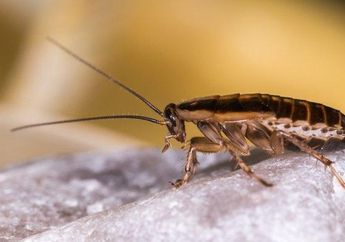 Arti Mimpi tentang Kecoa Isyarat Buruk? Konon Bakal Kehilangan Pekerjaan hingga Ada Sosok Jahat yang Merenggut Jabatan