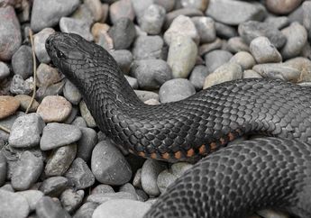 4 Arti Mimpi Melihat Ular Raksasa, Bisa Jadi Peringatan Akan Bahaya atau Ancaman Ini