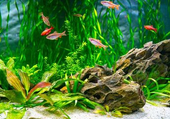 5 Arti Mimpi Memelihara Ikan Hias di Rumah, Ternyata Jadi Pertanda Ingin Merasakan Kebebasan? Simak Penjelasannya