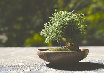 Kunci Jawaban Materi Kelas 5 SD Tema 8, Tumbuhan Layu, Bisakah Hidup Kembali Jika Disiram Air Susu?