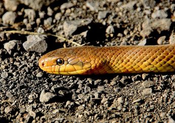 Arti Mimpi Makan Daging Ular, Ternyata Simpan Isyarat Buruk Ini, Anda Harus Berhati-hati!