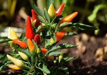 5 Arti Mimpi Menanam Cabai, Jangan Dianggap Sepele, Ternyata Menjadi Pertanda Positif Ini, Simak Penjelasannya