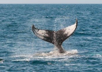 Arti Mimpi tentang Ikan Paus, Lambang Kebebasan dan Emosi Diri, Berikut Tafsirnya