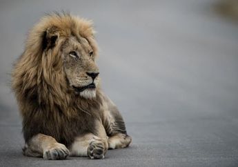 Arti Mimpi Dikejar Hewan Buas Isyaratkan Makna Mendalam tentang Orang Sekitar yang Toxic, Begini Penjelasannya