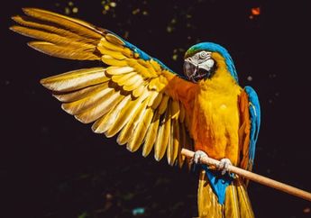 Arti Mimpi Menangkap Burung, Benarkah Simbol Datangnya Jodoh? Ini Maknanya Menurut Primbon Jawa