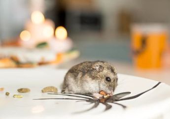 Jangan Panik, Ini 7 Tips Jitu Usir Tikus dari Rumah, Tidak Perlu Beli Lem Perekat!