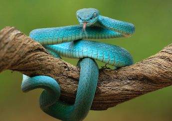 5 Arti Mimpi Dililit Ular Memang Pertanda Buruk, Waspada Ada Ancaman dan Pengkhianatan Orang di Sekitar