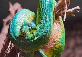 Arti Mimpi Ular Besar, Benarkah Tanda Ekonomi Terpuruk hingga Terlilit Utang? Cek Maknanya!