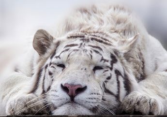 10 Arti Mimpi Harimau Putih, Bisa Jadi Kebahagiaan Akan Datang, Ada Perubahan Besar Terjadi