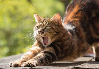 Arti Mimpi Menabrak Kucing, Ternyata Peringatan Untuk Introspeksi Diri, Begini Penjelasannya