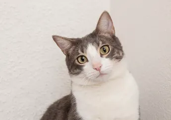 5 Shio Paling Mudah Dibohongi, Mudah Percaya hingga Kerap Jadi Target Empuk Penipu