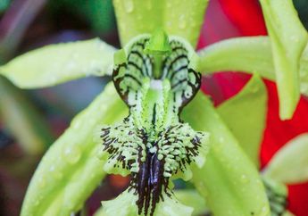 Terancam Punah, Anggrek Hitam Flora Asli Kalimantan Mekar di Kebun Raya Bogor!