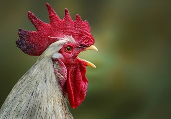 Arti Mimpi Ayam Berkokok Bukan Tanda Sial, Konon Malah Jadi Pertanda Baik Ini, Bersenanglah