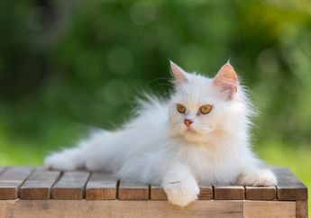 4 Arti Mimpi Kucing Putih Menurut Primbon Jawa, Benarkah Tanda Bakal Punya Momongan?