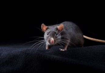 Arti Mimpi Dihampiri Tikus saat Tidur, Ingin Ingatkanmu untuk Waspada akan Konflik dengan Orang Sekitar, Begini Penjelasannya